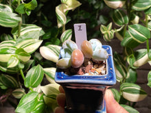 Load image into Gallery viewer, pachyphytum-cuicatecanum-rooted-with-pot-i