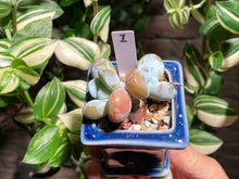 Load image into Gallery viewer, pachyphytum-cuicatecanum-rooted-with-pot-i