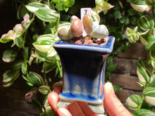 Load image into Gallery viewer, pachyphytum-cuicatecanum-rooted-with-pot-i