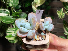 Load image into Gallery viewer, pachyphytum-cuicatecanum-rooted-with-pot-j