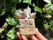 Load image into Gallery viewer, pachyphytum-cuicatecanum-rooted-with-pot-j