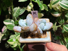 Load image into Gallery viewer, pachyphytum-cuicatecanum-rooted-with-pot-k