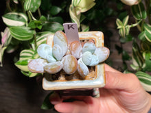 Load image into Gallery viewer, pachyphytum-cuicatecanum-rooted-with-pot-k