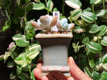 Load image into Gallery viewer, pachyphytum-cuicatecanum-rooted-with-pot-k