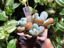 Load image into Gallery viewer, pachyphytum-cuicatecanum-rooted-with-pot-l