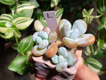 Load image into Gallery viewer, pachyphytum-cuicatecanum-rooted-with-pot-l