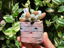 Load image into Gallery viewer, pachyphytum-cuicatecanum-rooted-with-pot-l