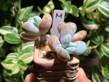 Load image into Gallery viewer, pachyphytum-cuicatecanum-rooted-with-pot-m