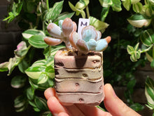 Load image into Gallery viewer, pachyphytum-cuicatecanum-rooted-with-pot-m3