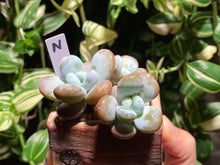 Load image into Gallery viewer, pachyphytum-cuicatecanum-rooted-with-pot-n