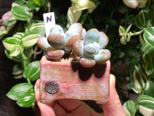 Load image into Gallery viewer, pachyphytum-cuicatecanum-rooted-with-pot-n3
