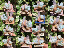 Load image into Gallery viewer, pachyphytum-cuicatecanum