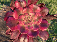 Load image into Gallery viewer, Aeonium Mardi Gras hyb flower
