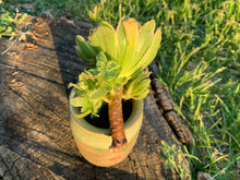 Load image into Gallery viewer, 'Emerald Ice' flower