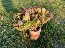 Load image into Gallery viewer, Aeonium ‘Fiesta’