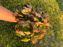 Load image into Gallery viewer, Aeonium ‘Fiesta’