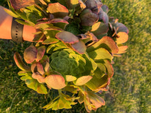 Load image into Gallery viewer, Aeonium ‘Fiesta’ flower