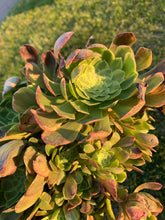 Load image into Gallery viewer, Aeonium ‘Fiesta’