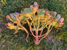 Load image into Gallery viewer, ‘Fiesta’ flower