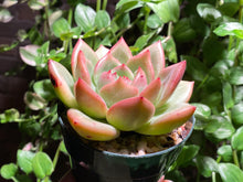 Load image into Gallery viewer, Echeveria Champagne (rooted with pot) | 香槟 (已服盆)