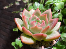 Load image into Gallery viewer, Echeveria Champagne (rooted with pot) | 香槟 (已服盆)