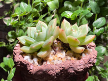 Load image into Gallery viewer, Echeveria Moonlight - Two heads (rooted with pot) | 双头月光 (已服盆)