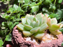 Load image into Gallery viewer, Echeveria Moonlight - Two heads (rooted with pot) | 双头月光 (已服盆)