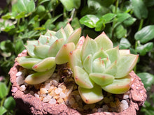 Load image into Gallery viewer, Echeveria Moonlight - Two heads (rooted with pot) | 双头月光 (已服盆)