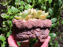 Load image into Gallery viewer, Echeveria Moonlight - Two heads (rooted with pot) | 双头月光 (已服盆)