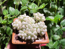 Load image into Gallery viewer, Graptopetalum Mendozae Variegata (rooted with pot) | 丸叶姬秋丽锦 (已服盆)