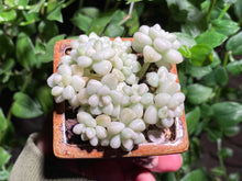 Load image into Gallery viewer, Graptopetalum Mendozae Variegata (rooted with pot) | 丸叶姬秋丽锦 (已服盆)