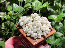 Load image into Gallery viewer, Graptopetalum Mendozae Variegata (rooted with pot) | 丸叶姬秋丽锦 (已服盆)