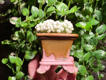 Load image into Gallery viewer, Graptopetalum Mendozae Variegata (rooted with pot) | 丸叶姬秋丽锦 (已服盆)