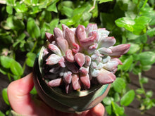 Load image into Gallery viewer, Echeveria 'Irish Mint' (rooted with pot) | 爱尔兰薄荷群 (已服盆)