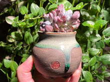 Load image into Gallery viewer, Echeveria 'Irish Mint' (rooted with pot) | 爱尔兰薄荷群 (已服盆)