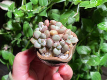 Load image into Gallery viewer, Graptoveria 'Avant-garde' (rooted with pot) | 先锋派 (已服盆)