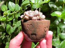 Load image into Gallery viewer, Graptoveria 'Avant-garde' (rooted with pot) | 先锋派 (已服盆)