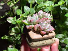 Load image into Gallery viewer, Echeveria 'sugared' (rooted with pot) | 白砂糖/蜜糖 (已服盆)