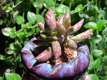 Load image into Gallery viewer, 【Pickup ONLY】Adromischus spp. (rooted with pot) | 梅花鹿水泡 (已服盆)