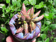 Load image into Gallery viewer, 【Pickup ONLY】Adromischus spp. (rooted with pot) | 梅花鹿水泡 (已服盆)