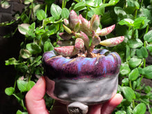 Load image into Gallery viewer, 【Pickup ONLY】Adromischus spp. (rooted with pot) | 梅花鹿水泡 (已服盆)