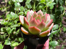 Load image into Gallery viewer, Echeveria Champagne (rooted with pot) | 香槟 (已服盆)
