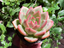Load image into Gallery viewer, Echeveria Champagne (rooted with pot) | 香槟 (已服盆)
