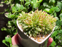 Load image into Gallery viewer, Echeveria agavoides f. cristata (rooted with pot) | 虎鲸缀化 (已服盆)