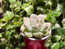 Load image into Gallery viewer, Echeveria mexensis Zaragosa hyb. (rooted with pot) | 爪杂 (已服盆)