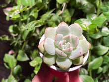 Load image into Gallery viewer, Echeveria mexensis Zaragosa hyb. (rooted with pot) | 爪杂 (已服盆)