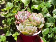 Load image into Gallery viewer, Mini Combo (rooted with pot) | 迷你组合盆 (已服盆)