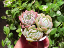 Load image into Gallery viewer, Mini Combo (rooted with pot) | 迷你组合盆 (已服盆)