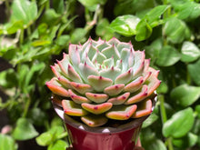 Load image into Gallery viewer, Echeveria Sarahime hyb. (rooted with pot) | 莎罗姬牡丹杂 (已服盆)