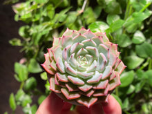 Load image into Gallery viewer, Echeveria Sarahime hyb. (rooted with pot) | 莎罗姬牡丹杂 (已服盆)